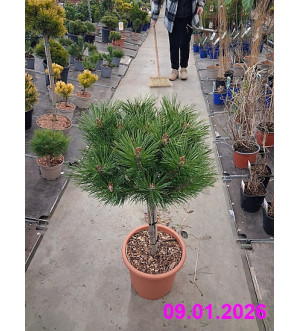Pinus nigra 'Pierrick Bregeon'® C 9 L